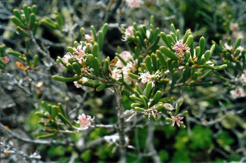 Resize of 05-05-2004 02 grevillea.jpg