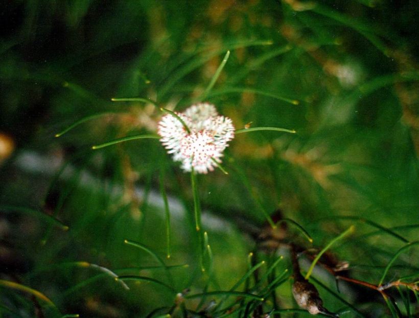 Resize of 05-06-2004 04 hakea