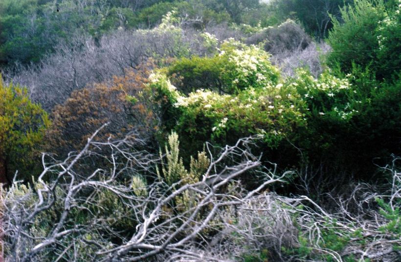 Resize of 05-06-2004 bush.jpg