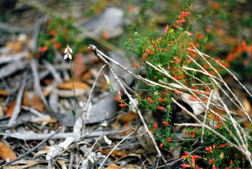 Resize of 05-09-2004 native orchid.jpg