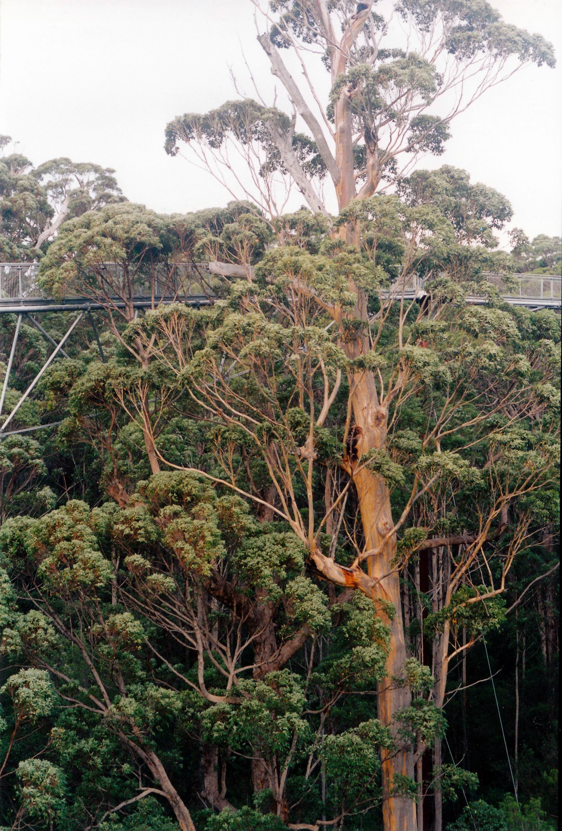 Tree Top Walk Raleigh Tree Top Walk | This Adventurous Age