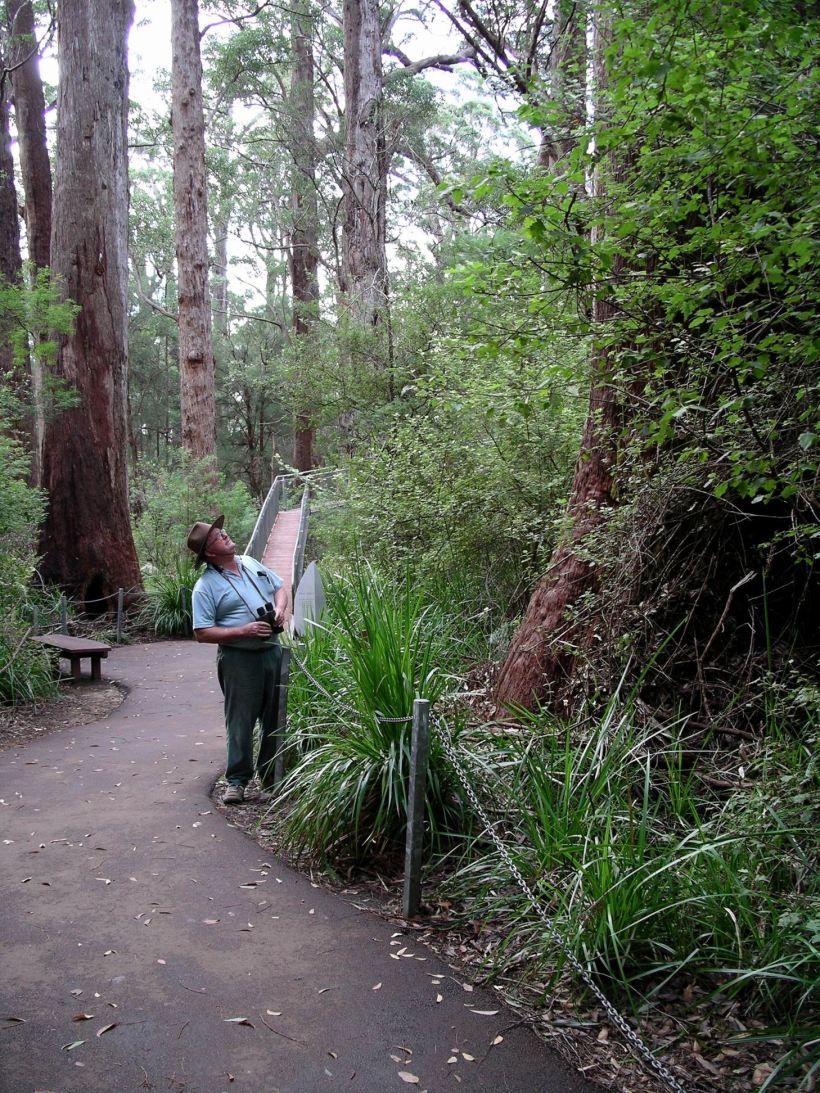 Resize of 05-20-2004 15 giant tingle trees
