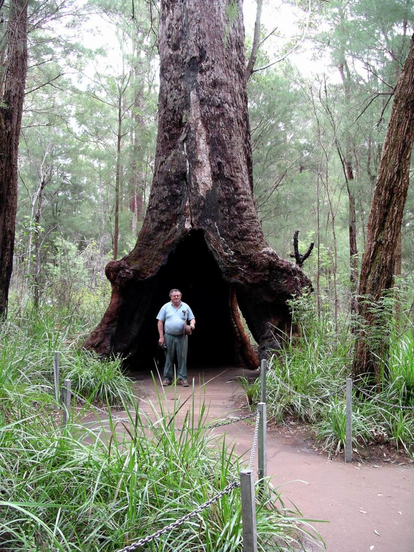 Resize of 05-20-2004 17 john in giant tree