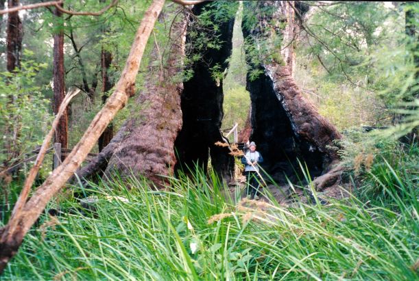 Resize of 05-22-2004 18 john in giant tree base.jpg
