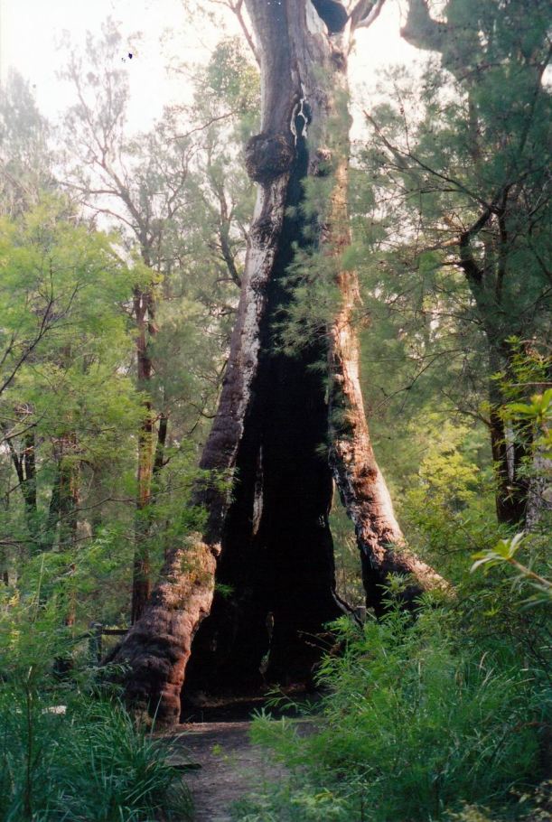 Resize of 05-22-2004 old tree.jpg