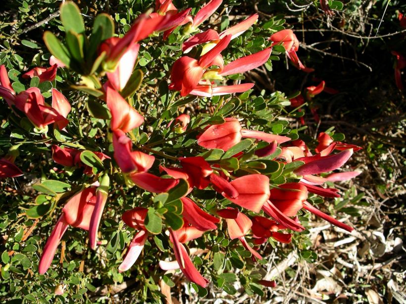 Resize of 05-31-2004 01 south west pea flowers.JPG