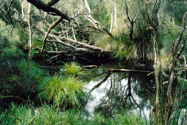 Resize of 06-03-2004 yanchep np.jpg