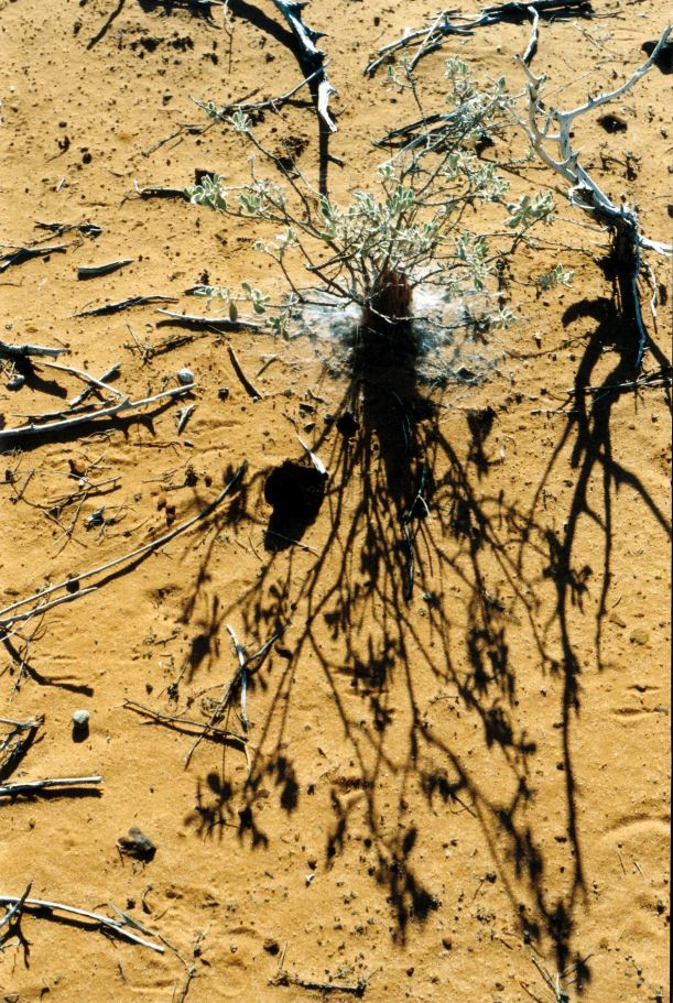 Resize of 06-30-2004 05 still life Kennedy Ra camp.jpg