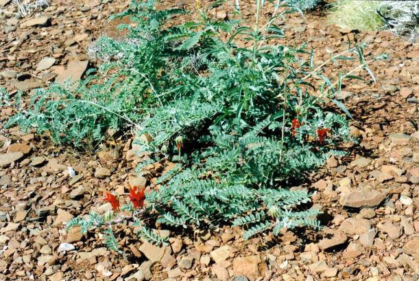 Resize of 07-13-2004 04 Sturt Pea on Springs walk