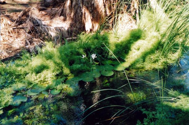 Resize of 07-14-2004 ch creek