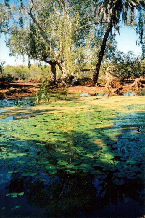 Resize of 07-14-2004 creek plants.jpg