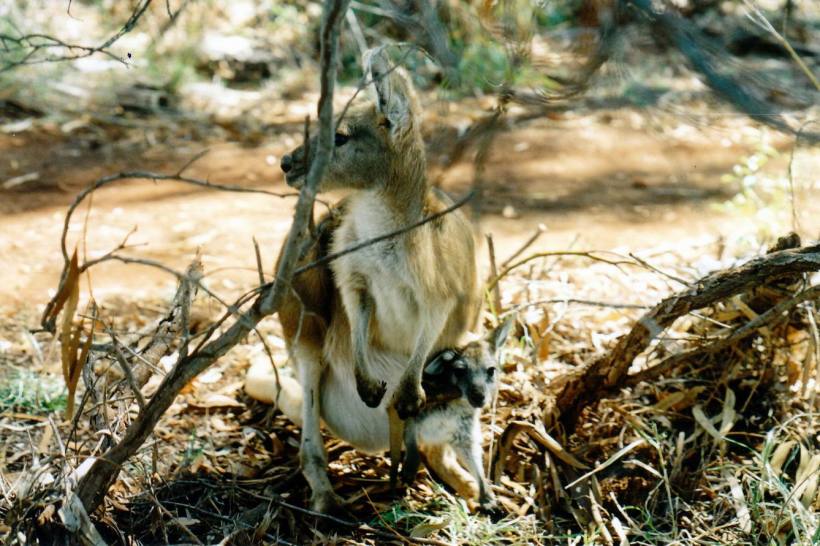 Resize of 07-14-2004 mum and bub