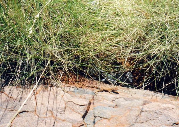 Resize of 07-14-2004 reptile.jpg