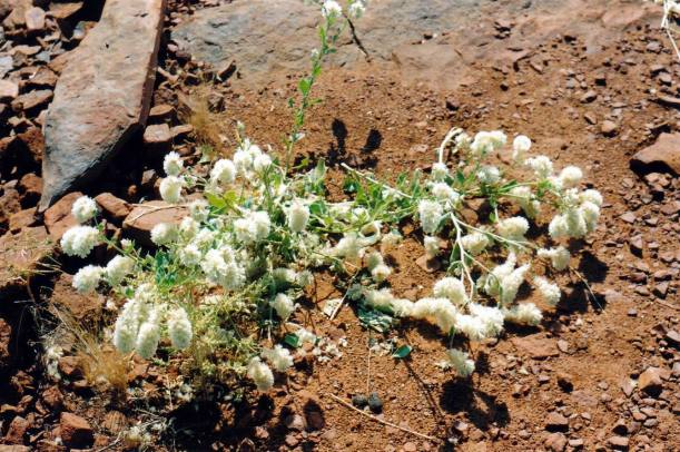 Resize of 07-14-2004 white .jpg