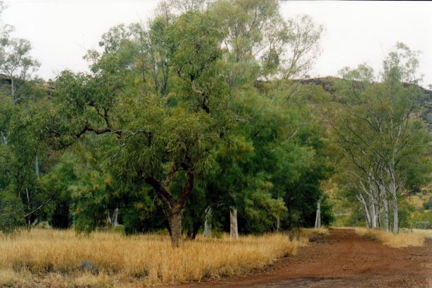 Resize of 07-16-2004 12 Wittenoom Gorge was town here.jpg