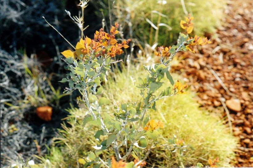 Resize of 07-18-2004 leaf tips.jpg