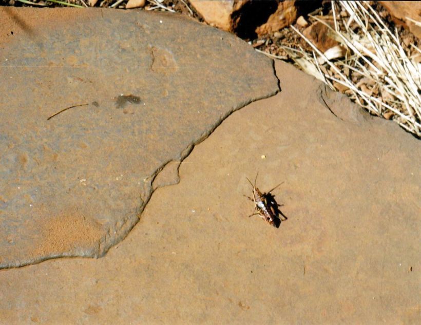 Resize of 07-19-2004 14 insect.jpg