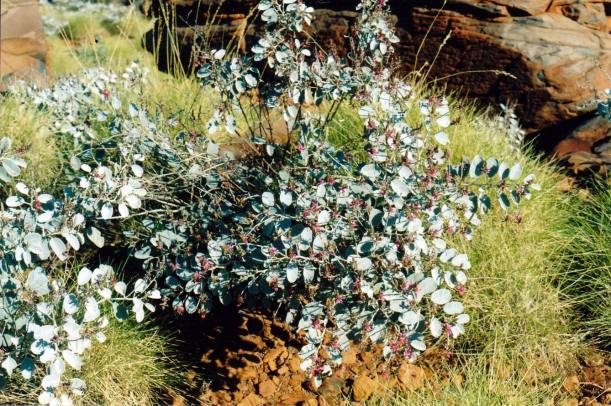 Resize of 07-19-2004 17 plant.jpg