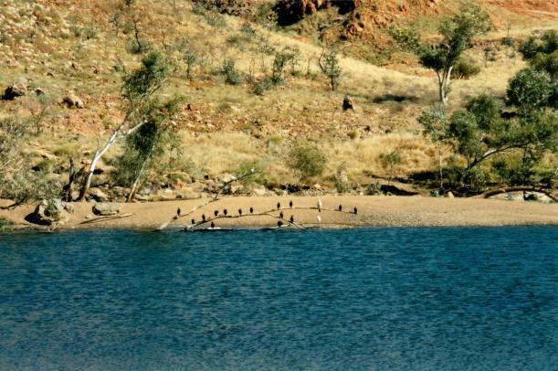 Resize of 07-26-2004 10 on tree.jpg