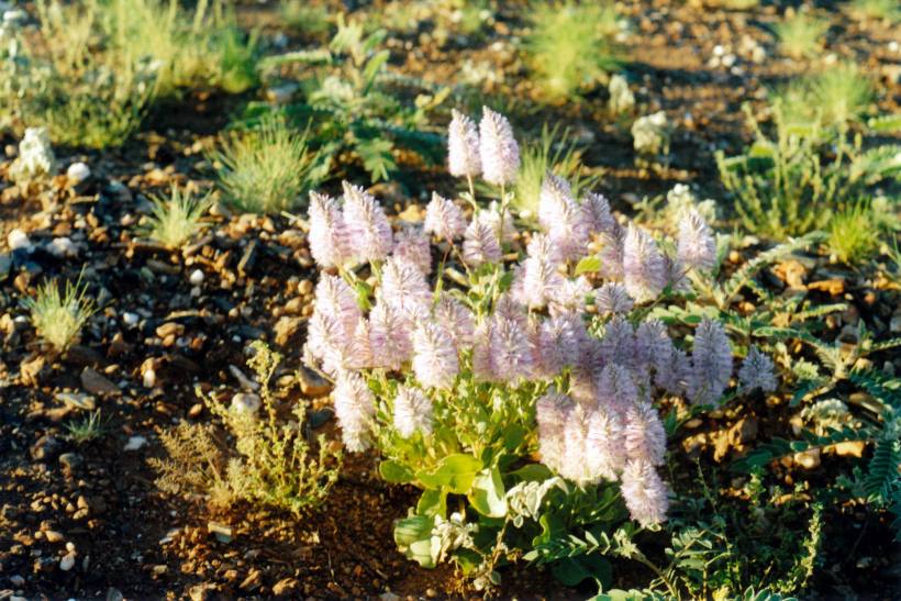 Resize of 07-26-2004 16 mulla mulla