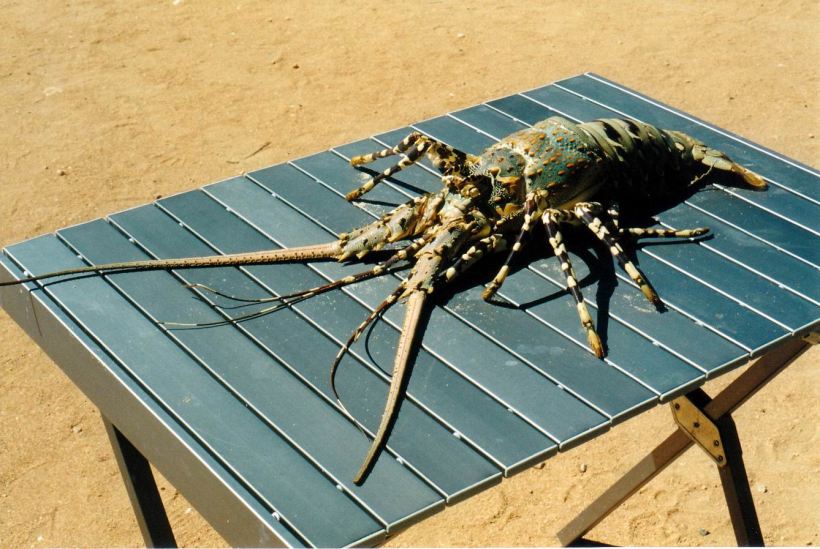 Resize of 08-03-2004 mesa lobster.jpg