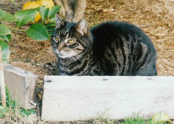 Resize of 8-11-2004 Spook survivor