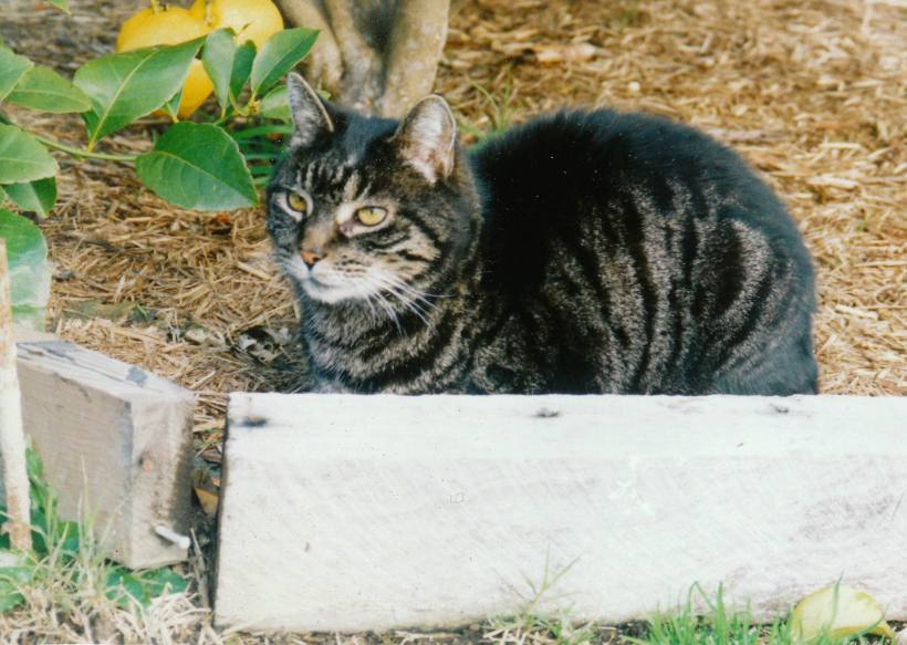 Resize of 8-11-2004 Spook survivor