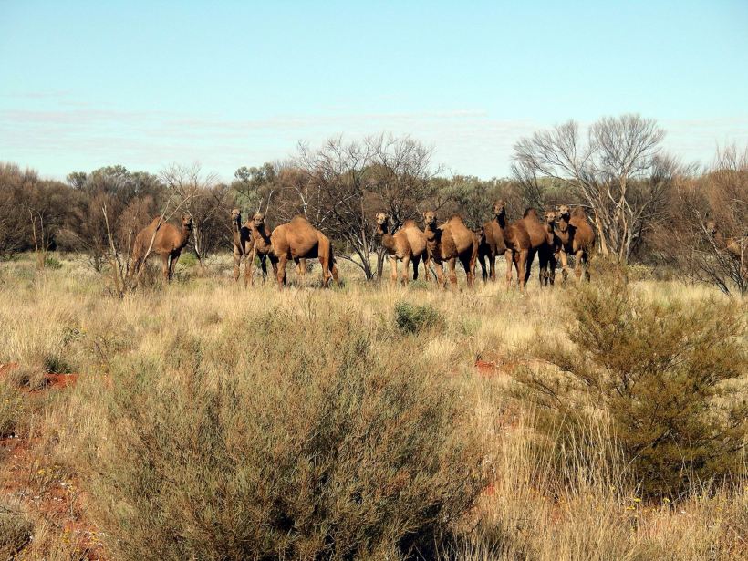 Resize of 09-02-2004 04 Gunbarrel Camels 2.JPG
