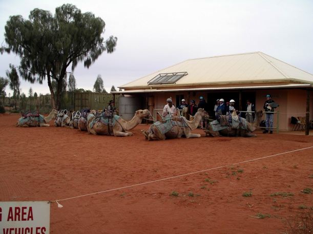 Resize of 09-05-2004 01 Ayers Rock Camel Rides 1.JPG