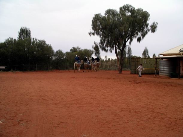 Resize of 09-05-2004 03 Ayers Rock Camel Rides 3.JPG