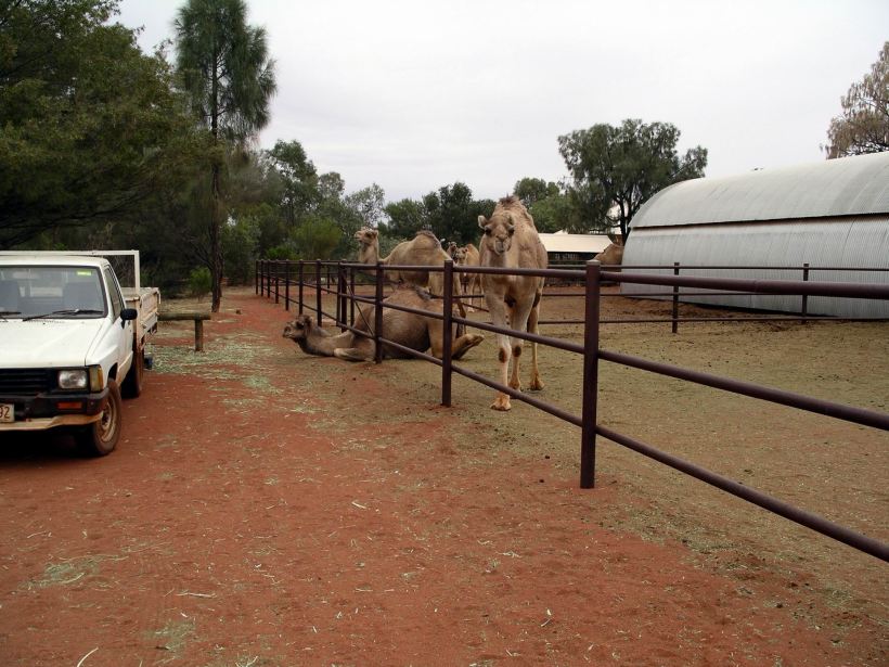 Resize of 09-05-2004 04 Ayers Rock Camel Rides 4.JPG