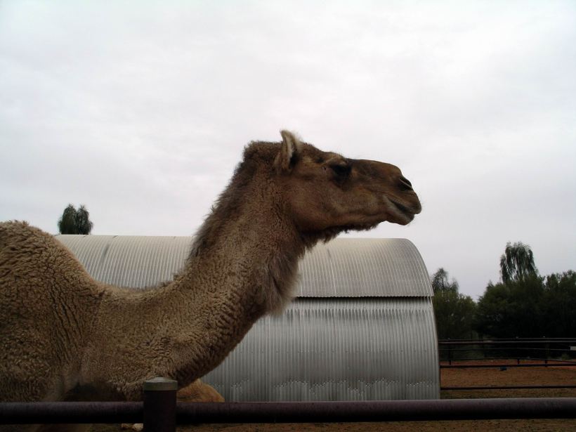 Resize of 09-05-2004 05 Ayers Rock Camel Rides 5.JPG