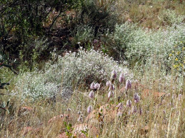 Resize of 09-08-2004 15 Olgas 14.JPG