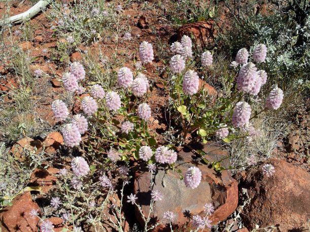 Resize of 09-08-2004 35 Olgas 35.JPG