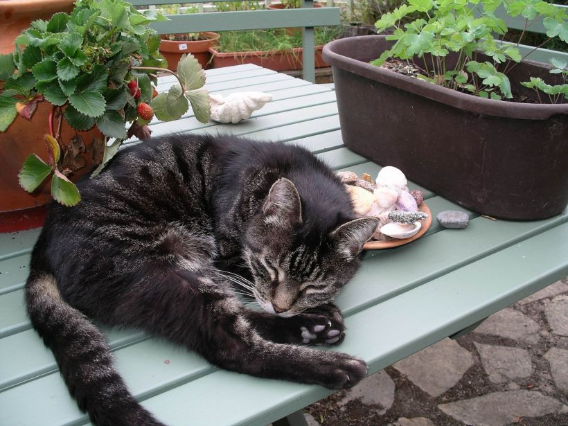 Resize of 2-26-2005 Spook really gaurding strawberries.JPG