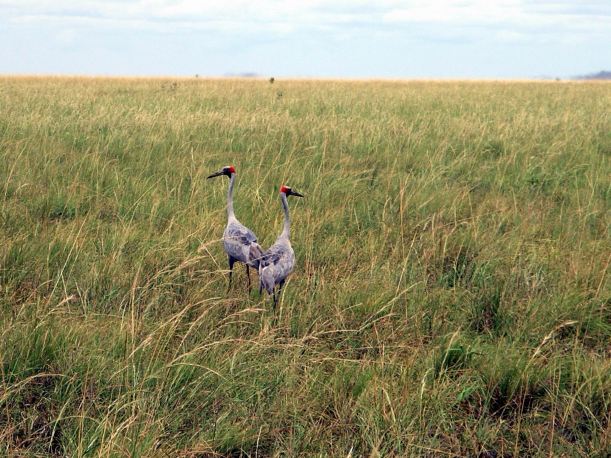 Resize of 3-18-2005 Brolgas near Gregory Downs 2.jpg