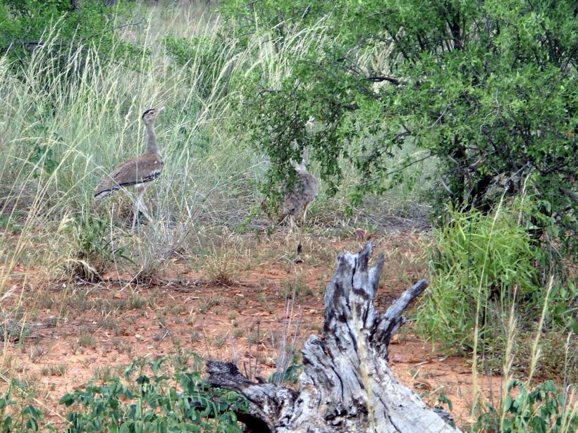 Resize of 3-18-2005 bustards near Adels Grove
