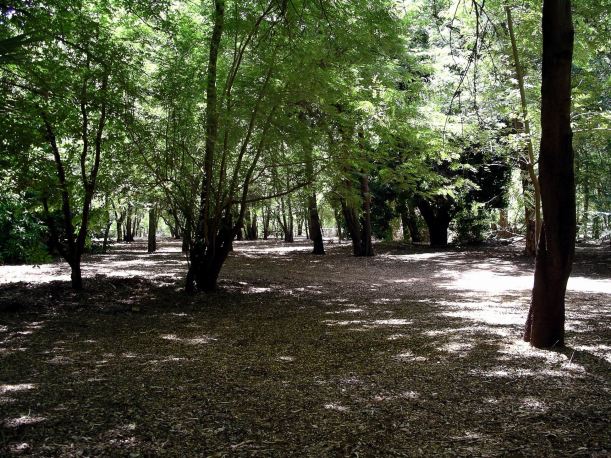 Resize of 3-19-2005 Adels camping areas in the Grove.jpg