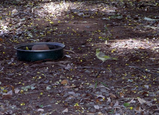 Resize of 4-6-2005 honeyeater Adels.jpg