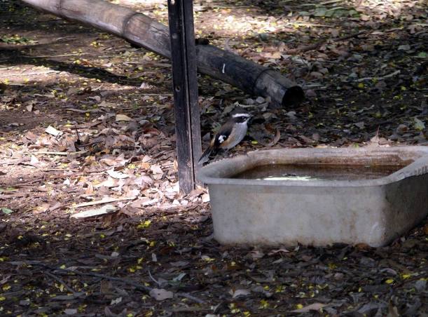 Resize of 4-6-2005 robin Adels.jpg