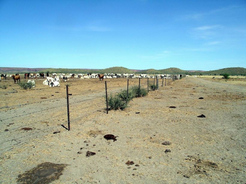 Resize of 04-09-2005 03 Cattle Corner Lawn Hill Station 3.JPG