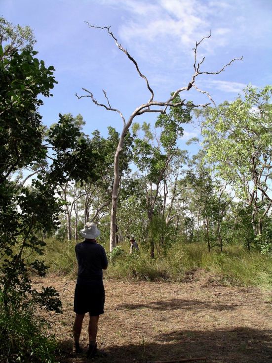 Resize of 04-10-2005 32 John Cutting the Dead Tree Down Before Parking the Van .JPG