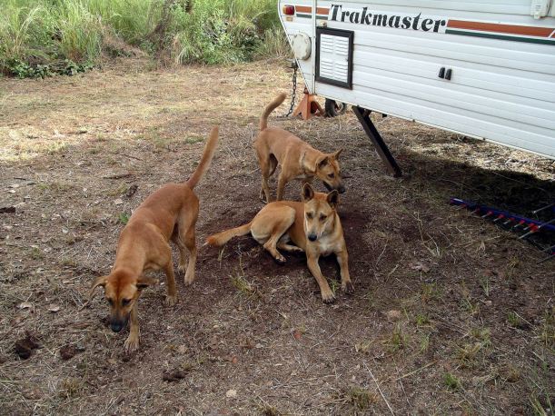 Resize of 04-11-2005 04 Now the Lawn is Mowed a Visit from Scunge, Locky, Bo.3.JPG