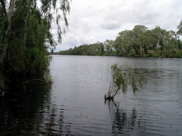 Resize of 04-12-2005 03 Fig Tree Revisited.JPG