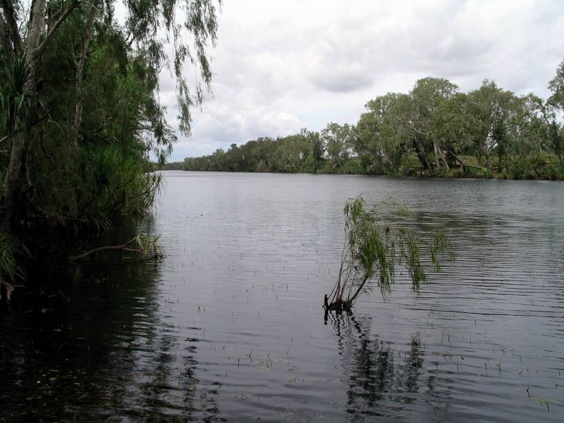 Resize of 04-12-2005 03 Fig Tree Revisited.JPG