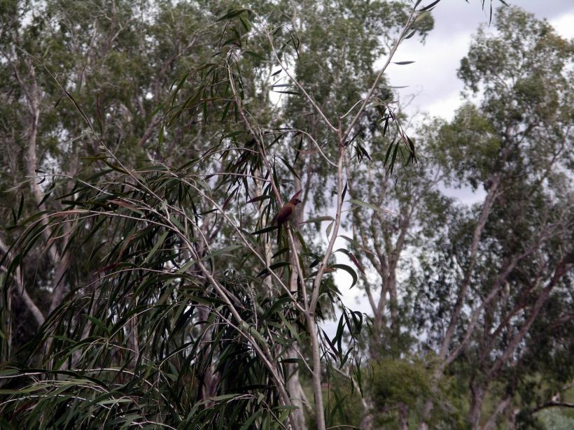Resize of 04-12-2005 07 Crimson Finch 2.JPG