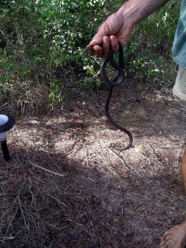 Resize of 04-13-2005 01 Owen and the Whip Snake.JPG