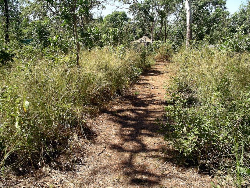 Resize of 04-17-2005 06 Track Cut to Camp.JPG