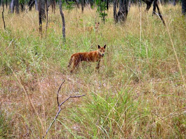 Resize of 04-24-2005 02 Wild Dingo and Mate.JPG