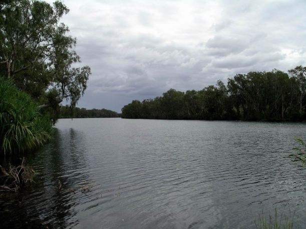 Resize of 04-24-2005 04 Fig Tree Revisited 2.JPG